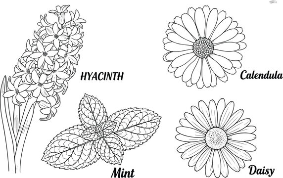 Hand drawn botanical flower icon set featuring hyacinth calendula mint and daisy illustrations in black and white line art for vintage nature designs.