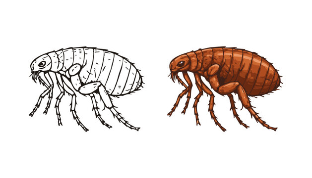 Detailed clean vector illustration of a flea insect, shown in black outline and colored version. Realistic entomology drawing isolated on white, suitable for education, pest control and biology themes