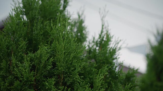 Closeup of vibrant green foliage with soft background. Dense arborvitae shrub with textured leaves beneath cloudy sky. Rich green shrubbery forming privacy screen with gentle breeze and muted hues