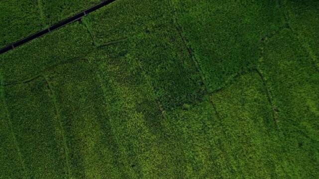 Cinematic aerial drone flight over green rice fields in tropical countryside