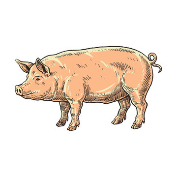 Domestic Pig in Detailed Farm Illustration Style