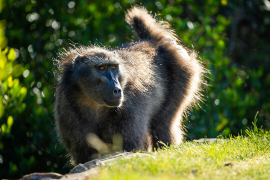 A male chacma baboon (Papio ursinus) in the afternoon light