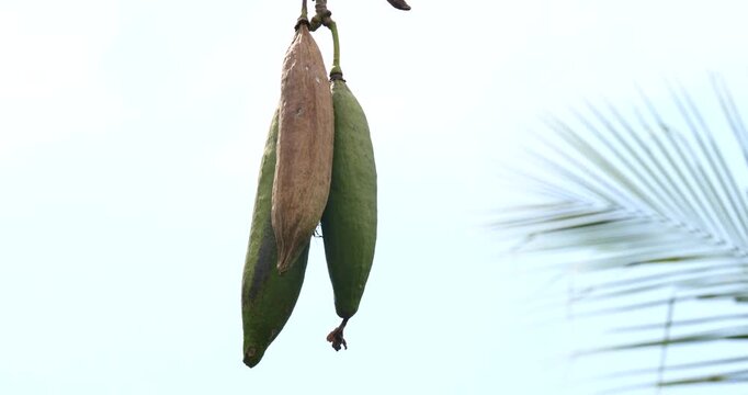 Ceiba pentandra, the fruit of Ceiba pentandra on the plant is fully ripe against a sky background.