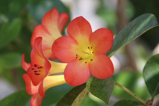 planta flor Rhododendron vireya