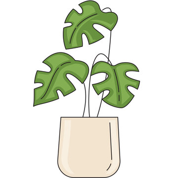 monstera in a white ceramic bowl