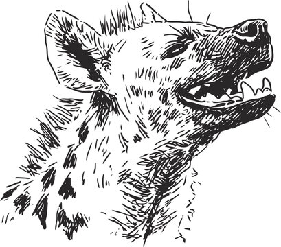 hyena head sketch with open mouth showing teeth in black ink drawing