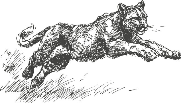 Leaping wild cat sketch hand drawn black ink illustration of a running large feline animal in dynamic motion