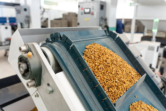 Factory conveyor belt transporting grain during food processing operation