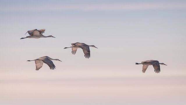 Sandhill Cranes in flight (Grus canadensis)