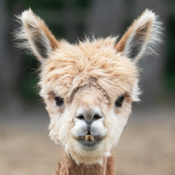 Funny and cute Huacaya alpaca close-up portrait