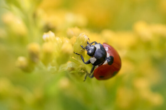 Macro photo of red ladybug on yellow goldenrod flower