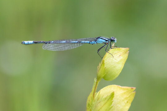 Macro shot of Blue Damselfly standing on flower bud of rattle plant