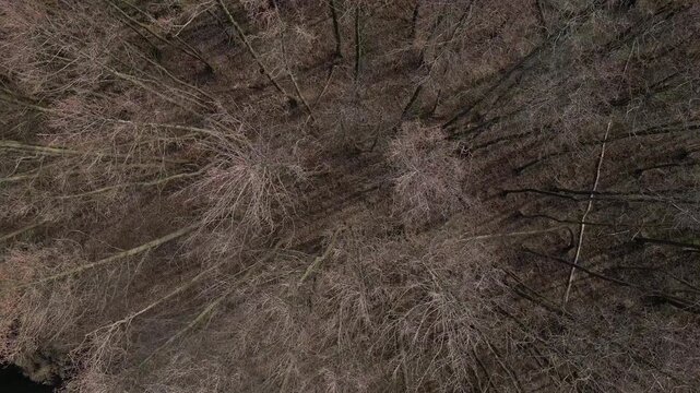 Aerial top-down view flying over a leafless forest during late autumn or early spring, revealing a small, dark river winding through the barren landscape with dry, brown grass along its banks