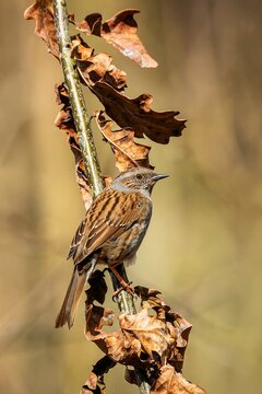 The dunnock, a brown and blue songbird, perching on a branch with dry leaves on a sunny spring day. Blurred background.