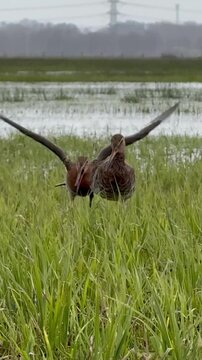 Uferschnepfe (Limosa limosa) Balzverhalten mit Ablehnung, Male black-tailed godwit performs courtship display while the female responds with rejection and defensive behavior in a wet meadow