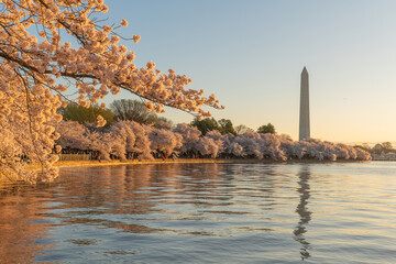 Obraz premium Tidal Basin During Full Bloom at Sunrise in Washington DC with Yoshino Cherry Blossom Tree Branch in Foreground and Washington Monument in Background