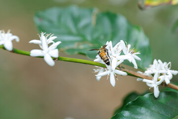 Honeybee Pollinates White Coffee Blossoms On A Branch During Spring © SHUTTER DIN