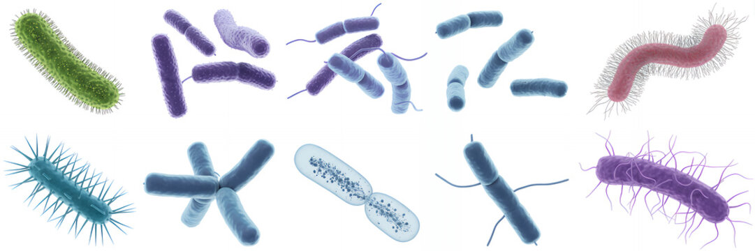 Different types of bacteria and microorganisms microbes germs virus