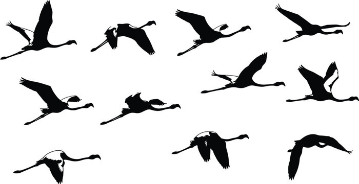 Flamingo Flying Silhouettes Set for Nature, Wildlife, and Birdwatching Illustrations