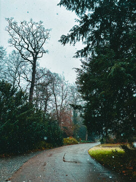 Atmospheric winter landscape with bare trees and evergreen forest.