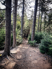 Fototapeta premium Shaded Forest Trail Through Spruce and Pine on Monhegan Island