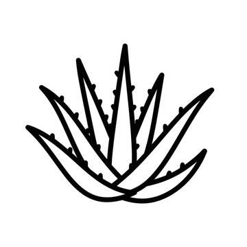 Aloe vera plant illustration with spiky leaves and detailed outline.