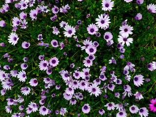 Obraz premium Colorful flowers blooming in spring