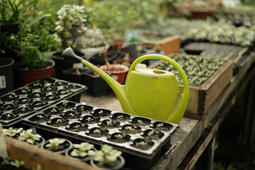greenhouse with seedlings and green watering can. Growing seedlings and flowers © Владимир Лис