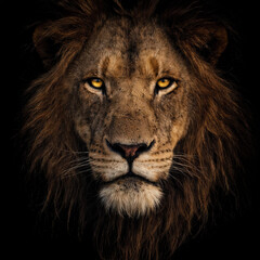 Detail of the face of an adult lion, dark mane and deep gaze.