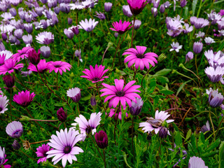 Fototapeta premium Fresh colorful flowers in springtime nature