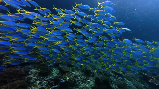 Yellowtail Fusilier School Swimming Above Coral Reef