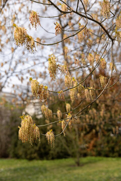 Flowering of box elder, flowering of wind-pollinated trees in a natural environment and in soft light.
