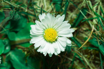 Makrofotografia białej stokrotki z jaskrawożółtym środkiem na tle zielonej trawy. Delikatny kwiatek polny w pełnym rozkwicie. Naturalne piękno roślinności w słoneczny, letni dzień. © Henryk Niestrój