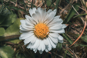 Makrofotografia białej stokrotki z jaskrawożółtym środkiem na tle zielonej trawy. Delikatny kwiatek polny w pełnym rozkwicie. Naturalne piękno roślinności w słoneczny, letni dzień. © Henryk Niestrój