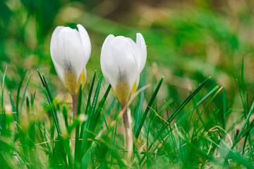 Dwa delikatne białe krokusy rozkwitające na tle soczystej zielonej trawy. Jasne, nasycone ujęcie makro będące radosnym symbolem wiosny, budzącej się przyrody i świeżości w słoneczny dzień. © Henryk Niestrój