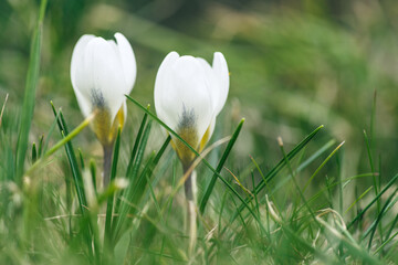 Dwa białe krokusy w zielonej trawie, makro zbliżenie. Delikatne, pierwsze wiosenne kwiaty na łące. Naturalne tło, symbol budzącej się przyrody i świeżości. © Henryk Niestrój