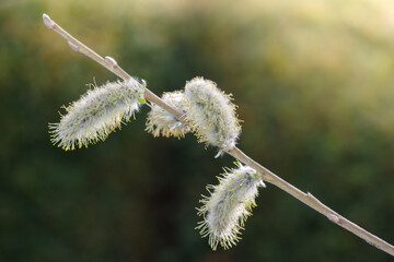 Gałązka wierzby z puszystymi baziami na tle rozmytej zieleni. Słoneczne ujęcie makro symbolizujące nadejście wiosny i Wielkanoc. Detale kwitnących kotków w naturalnym świetle. © Henryk Niestrój