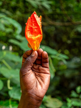 Here we see the blossom of an African tulip tree (Spathodea campanulata). Taken on the Kilembe Trail in the Ruwenzori Mountains.