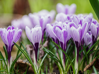 Artystyczne zbliżenie na fioletowe krokusy kwitnące wiosną. Delikatne płatki kwiatów uchwycone w miękkim świetle. Symbol budzącej się natury, świeżości i piękna pierwszych kwiatów. © Henryk Niestrój