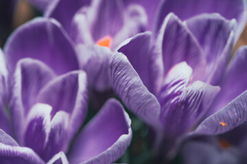 Artystyczne zbliżenie na fioletowe krokusy kwitnące wiosną. Delikatne płatki kwiatów uchwycone w miękkim świetle. Symbol budzącej się natury, świeżości i piękna pierwszych kwiatów. © Henryk Niestrój