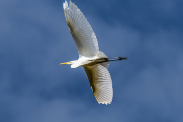 Majestatyczna czapla biała (Ardea alba) w locie na tle ciemnoniebieskiego nieba. Piękne ujęcie dzikiego ptaka z rozpiętymi skrzydłami, symbol elegancji i wolności w świecie natury. © Henryk Niestrój