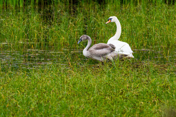 Biały łabędź z młodym szarym pisklęciem wśród zielonych traw i trzcin. Autentyczne ujęcie dzikiej przyrody, symbol rodziny i opieki rodzicielskiej w naturalnym środowisku wodnym. © Henryk Niestrój