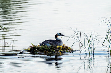 Perkoz dwuczuby na pływającym gnieździe pośród trzcin. Naturalne ujęcie ptaka wodnego podczas okresu lęgowego na spokojnym jeziorze. Dokumentacja dzikiej przyrody i cyklu życia fauny. © Henryk Niestrój
