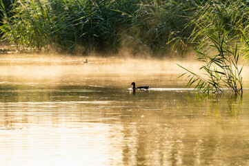 Poranna mgła nad jeziorem w złotym świetle wschodu słońca. Dzika kaczka płynie po spokojnej wodzie obok trzcin. Malowniczy krajobraz przyrodniczy o świcie, pełen spokoju i harmonii. © Henryk Niestrój