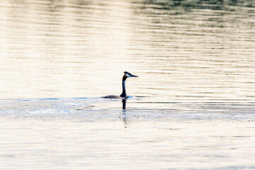 Perkoz dwuczuby płynący po spokojnej tafli jeziora w świetle poranka. Majestatyczny ptak wodny w swoim naturalnym środowisku. Elegancki portret dzikiej przyrody na tle migoczącej wody. © Henryk Niestrój