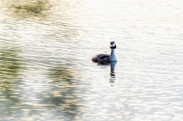 Perkoz dwuczuby płynący po spokojnej tafli jeziora w świetle poranka. Majestatyczny ptak wodny w swoim naturalnym środowisku. Elegancki portret dzikiej przyrody na tle migoczącej wody. © Henryk Niestrój