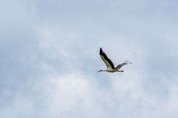 Bocian biały w locie na tle jasnego, zachmurzonego nieba. Majestatyczny ptak z rozpostartymi skrzydłami w swoim naturalnym środowisku. Symbol polskiej przyrody i nadchodzącej wiosny. © Henryk Niestrój