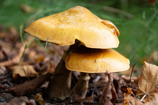 Close up of mushroom Spectacular Rustgill