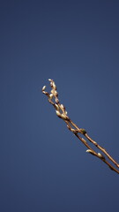 Bazie na tle błękitnego nieba © tomo81