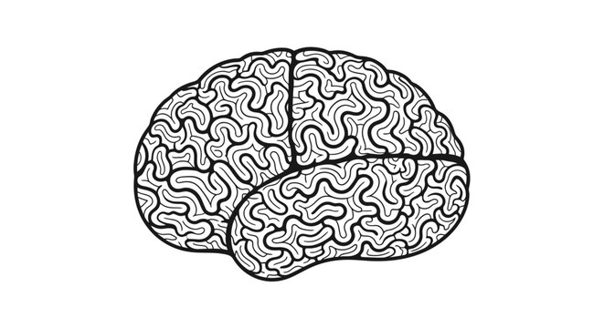 Human Brain Anatomy Illustration.